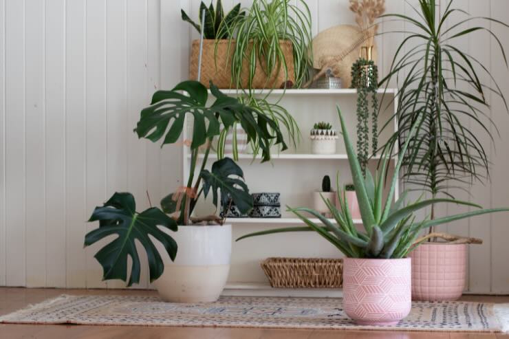 piante in casa