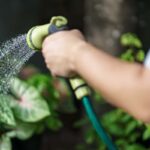 annaffiare piante