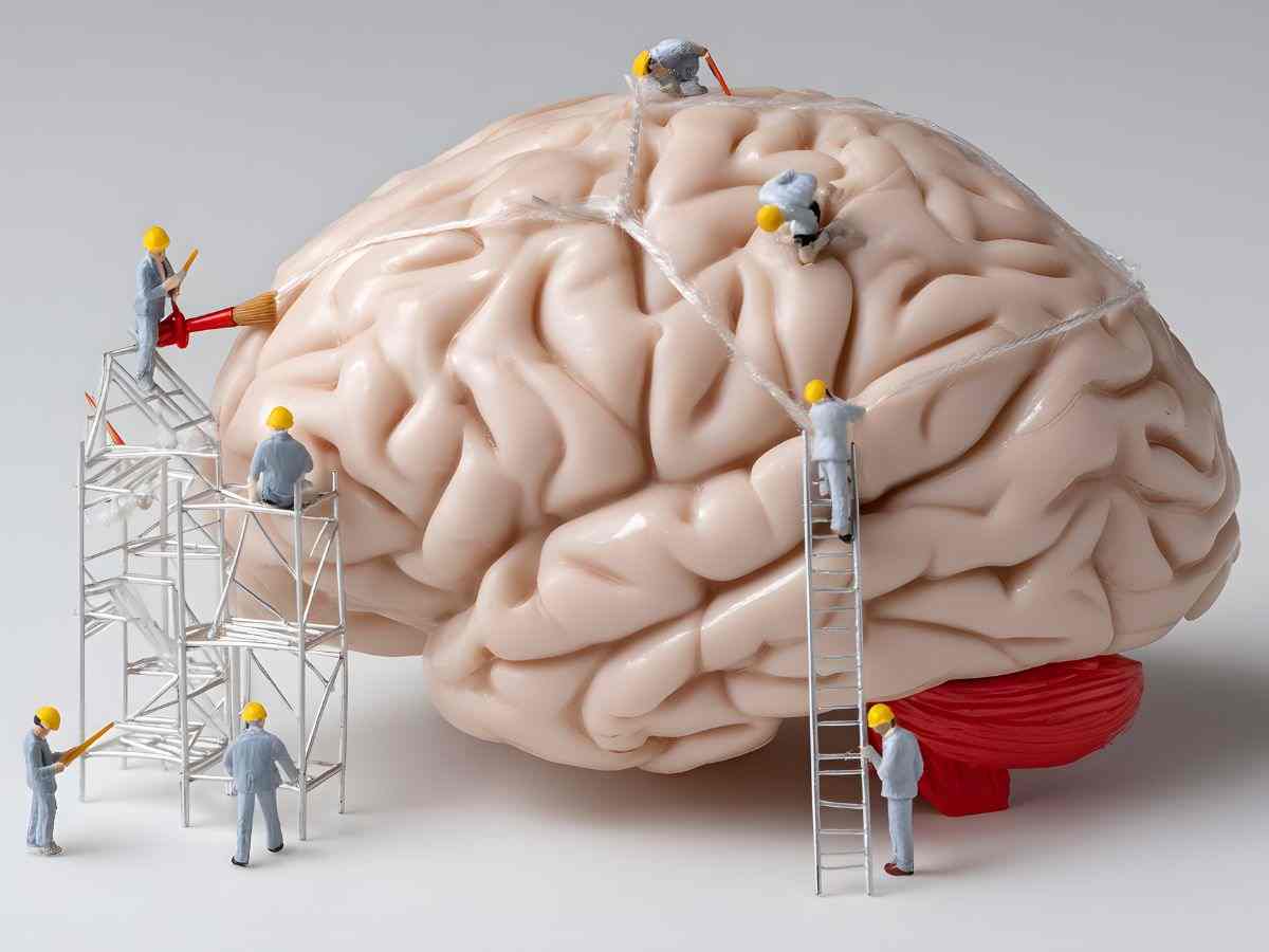 rappresentazione del cervello umano