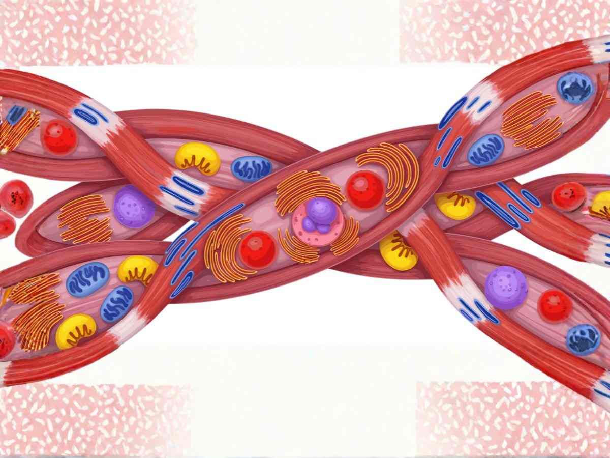 Muscolo striato umano