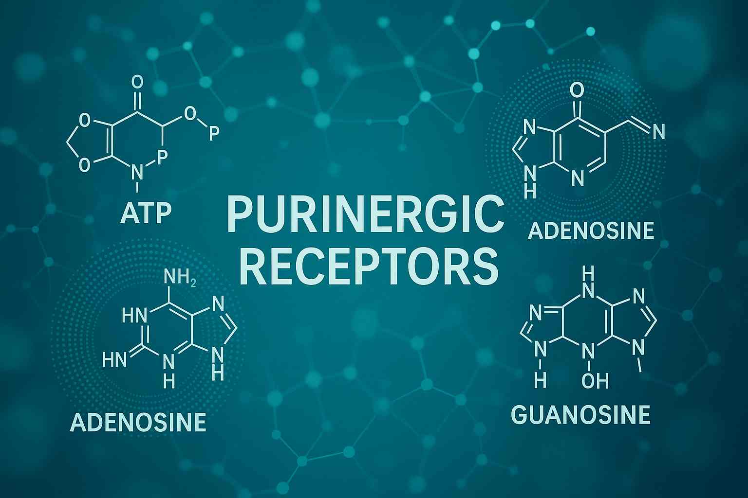 Recettori purinergici