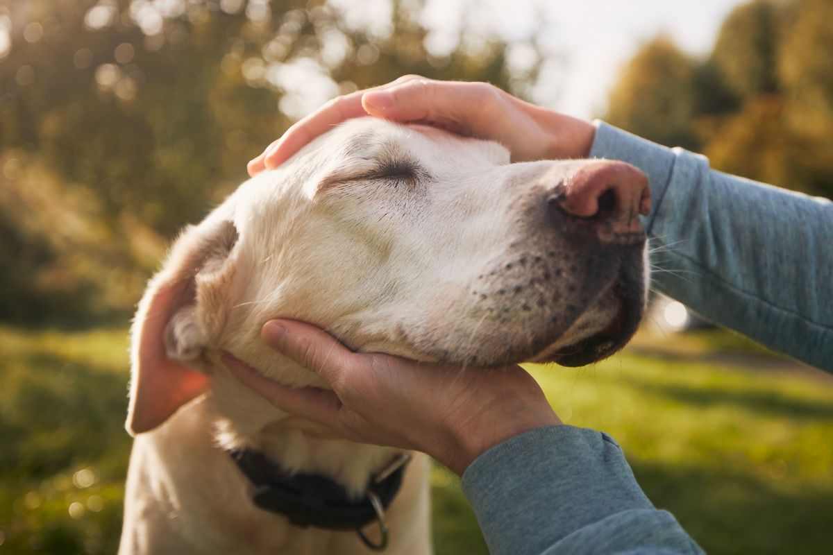 Cane accarezzato dal suo padrone